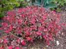 Euphorbia milii dwarf - blooming