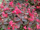 Euphorbia milii dwarf red - detail