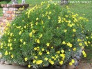 Euryops pectinatus 'Viridis'