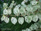 Fallopia japonica 'Variegata' - foliage