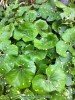 Farfugium japonicum 'Aureomaculatum' 2