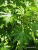 Fatsia japonica - foliage