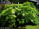 Fatsia japonica