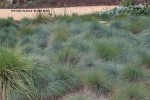 Festuca glauca 'Elijah Blue' - mass