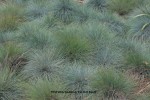 Festuca glauca 'Elijah Blue'