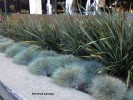 Festuca glauca