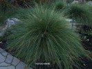 Festuca marei