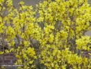 Forsythia x intermedia - blossom