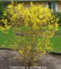 Forsythia x intermedia