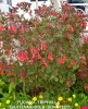 Fuchsia triphylla 'Gartenmeister Bonstedt'