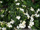 Gardenia augusta 'Kleim's Hardy'