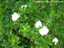 Gardenia augusta 'Veitchii' - blossom