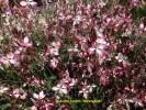 Gaura lindh. 'Rosyjane'