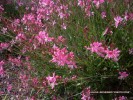 Gaura lindheimeri 'Siskiyou Pink' - blossom