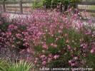 Gaura lindheimeri 'Siskiyou Pink'