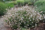 Gaura lindheimeri - blooming