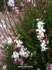 Gaura lindheimeri - blossom