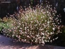 Gaura lindheimeri