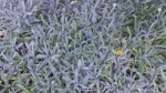 Gazania rigens - detail