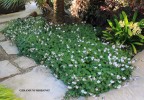 Geranium 'Biokovo' - blooming2