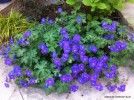 Geranium 'Johnson's Blue' - blooming 2