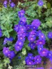 Geranium 'Johnson's Blue' - blossom