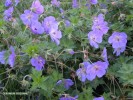 Geranium 'Rozanne' - blossom