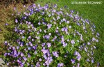 Geranium 'Rozanne'