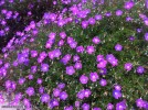 Geranium incanum - blossom