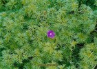 Geranium incanum - foliage