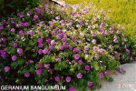 Geranium sanguineum