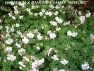 Geranium x cantabrigiense 'Biokovo' - blooming