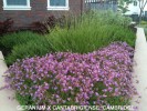 Geranium x cantabrigiense 'Cambridge' - blooming