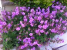 Geranium x cantabrigiense 'Cambridge' - blossom