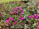 Geranium x cantabrigiense 'Crystal Rose'