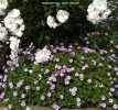 Geranium x riversleaianum 'Mavis Simpson' 1