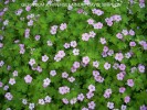 Geranium x riversleaianum 'Mavis Simpson' - blooming