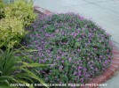 Geranium x riversleaianum 'Russell Prichard'