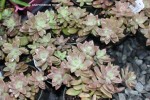 Graptosedum 'Rose'