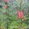 Grevillea 'Firesprite' - blossom