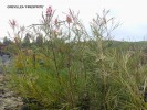 Grevillea 'Firesprite'