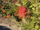 Grevillea 'Ned Kelly' - blossom