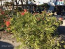 Grevillea 'Ned Kelly'