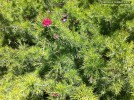 Grevillea 'Scarlet Sprite' - foliage