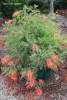 Grevillea 'Superb' - blooming