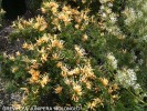 Grevillea junipera 'Molongo'