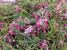 Grevillea lanigera 'Coastal Gem' - bloom