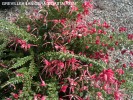 Grevillea lanigera 'Coastal Gem' - blossom