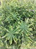 Grevillea lanigera 'Coastal Gem' - foliage