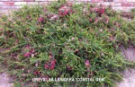 Grevillea lanigera 'Coastal Gem'